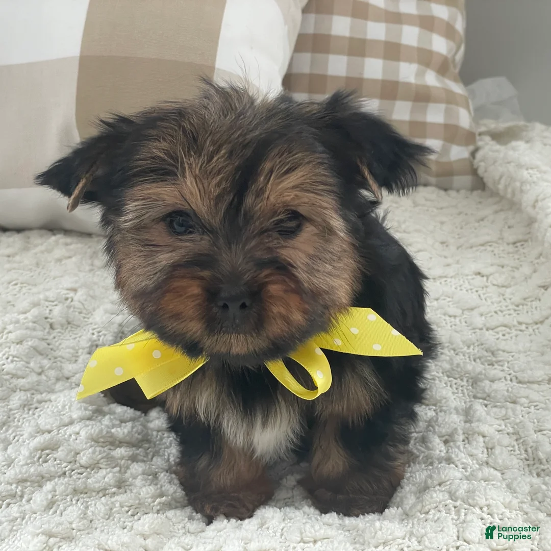 Yorkshire Terrier dogs for sale: Fluffy - Ad 4