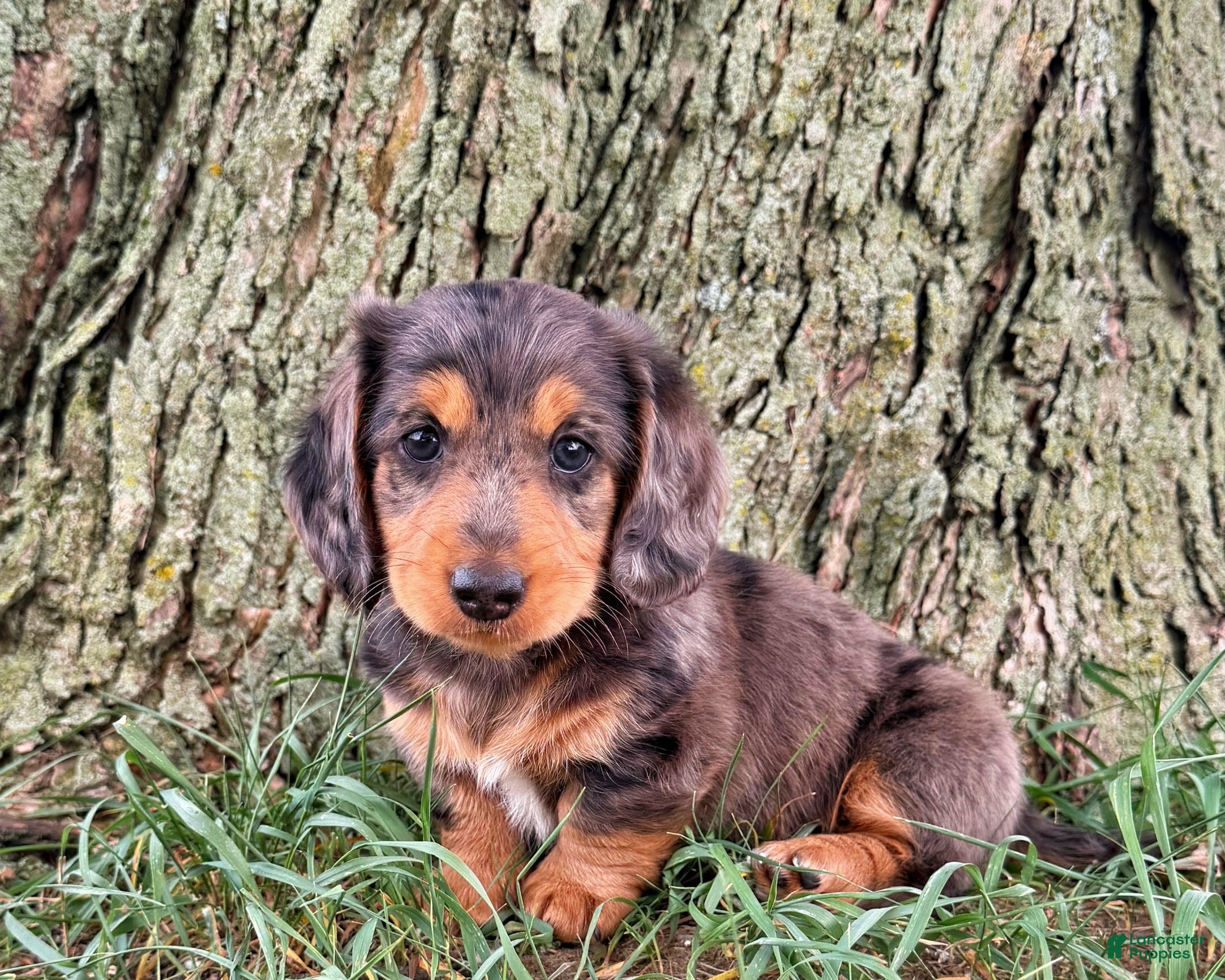 Miniature Dachshund dogs Tod - Ad 2