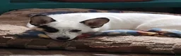 Mixed Breed dogs for sale: Male 2 - Ad 8