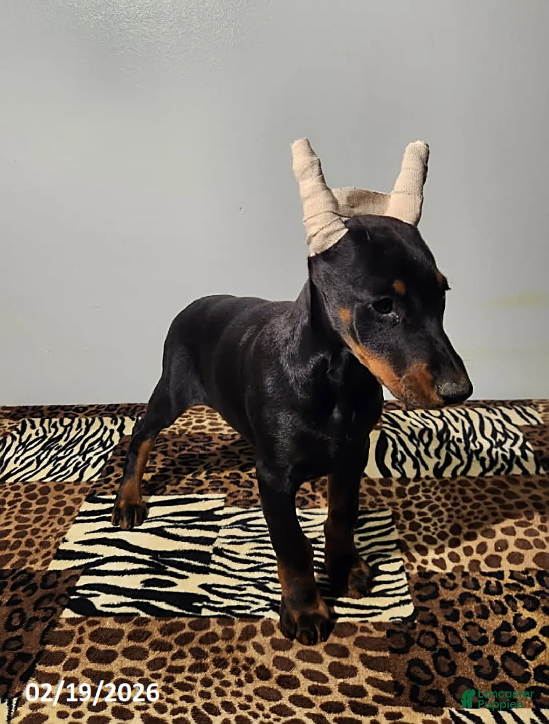 Doberman Pinscher dogs for sale: Rita - Ad 3