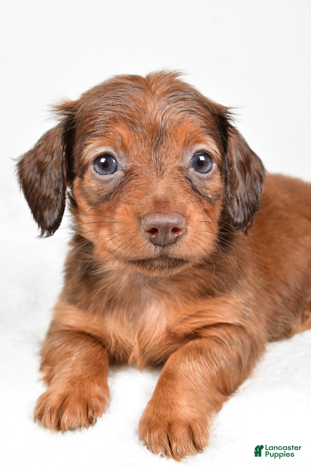 Miniature Dachshund dogs for sale: Beth - Ad 4