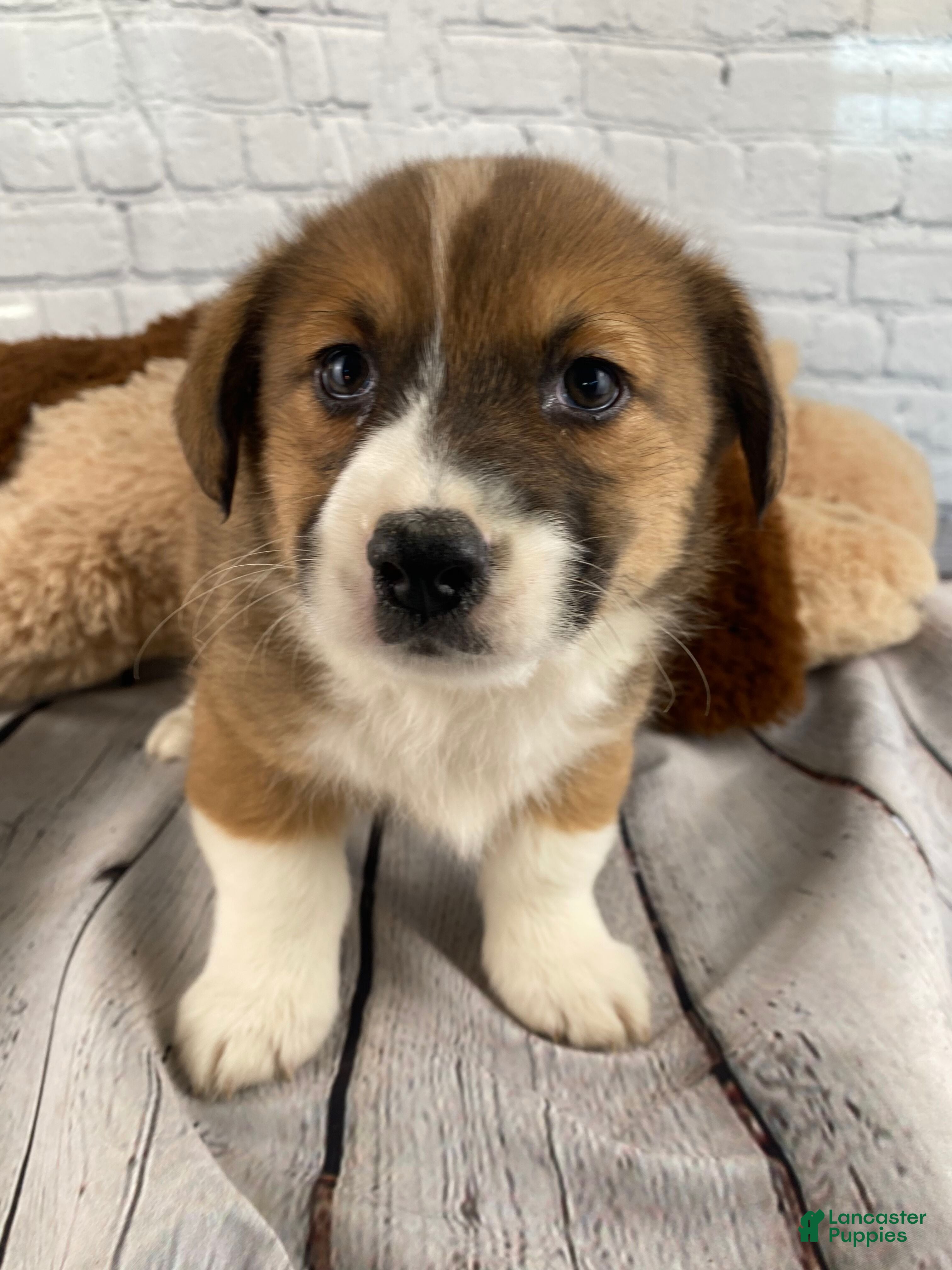 Mixed Breed dogs Max - Ad 1