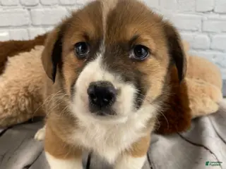 Mixed Breed dogs for sale: Max - Ad 4