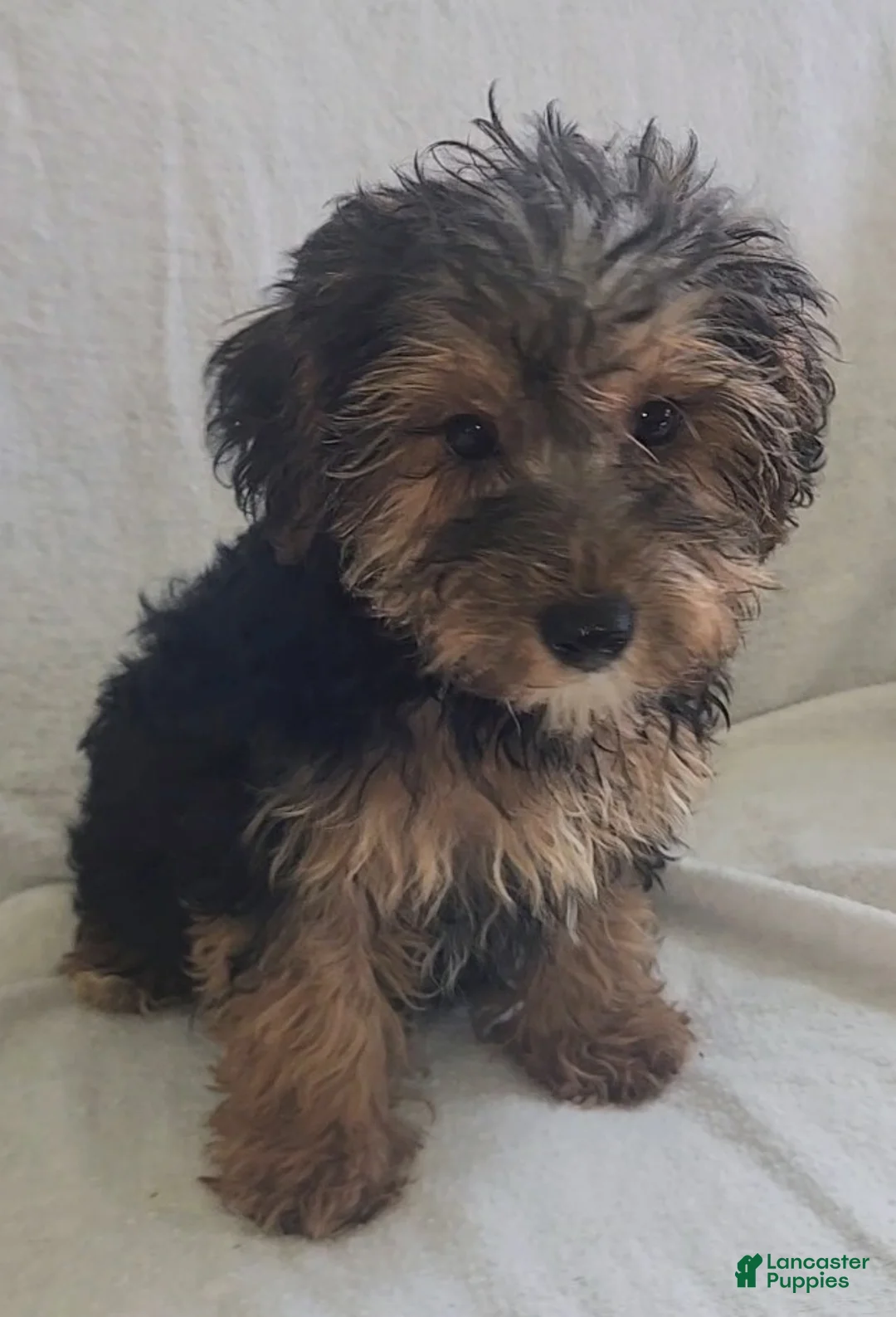 Yorkiepoo dogs for sale: Ziggy - Ad 12