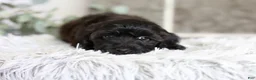 Yorkiepoo dogs for sale: Charlie  - Ad 13