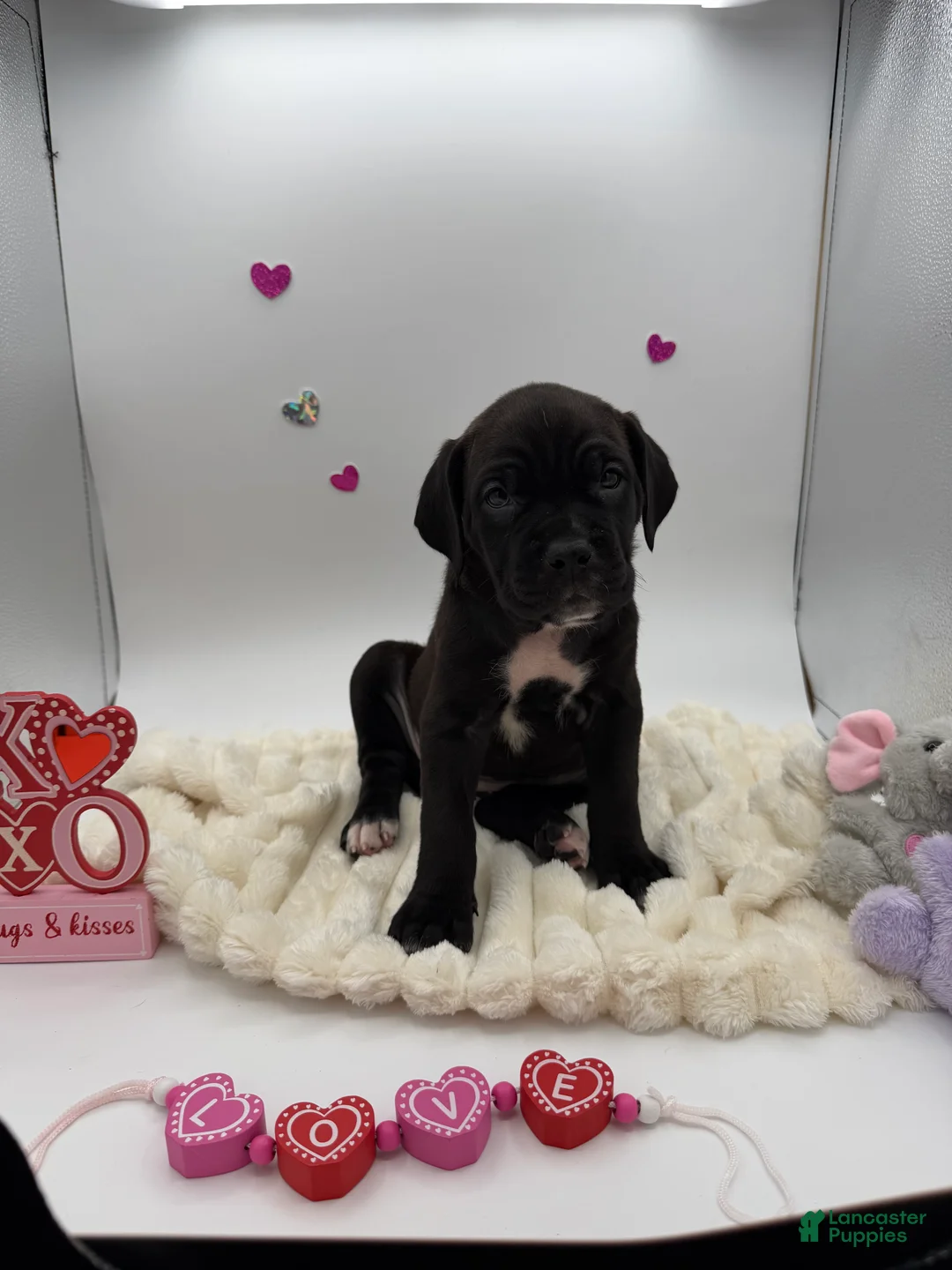 Cane Corso dogs for sale: Cane Corso Puppy 10 - Ad 4