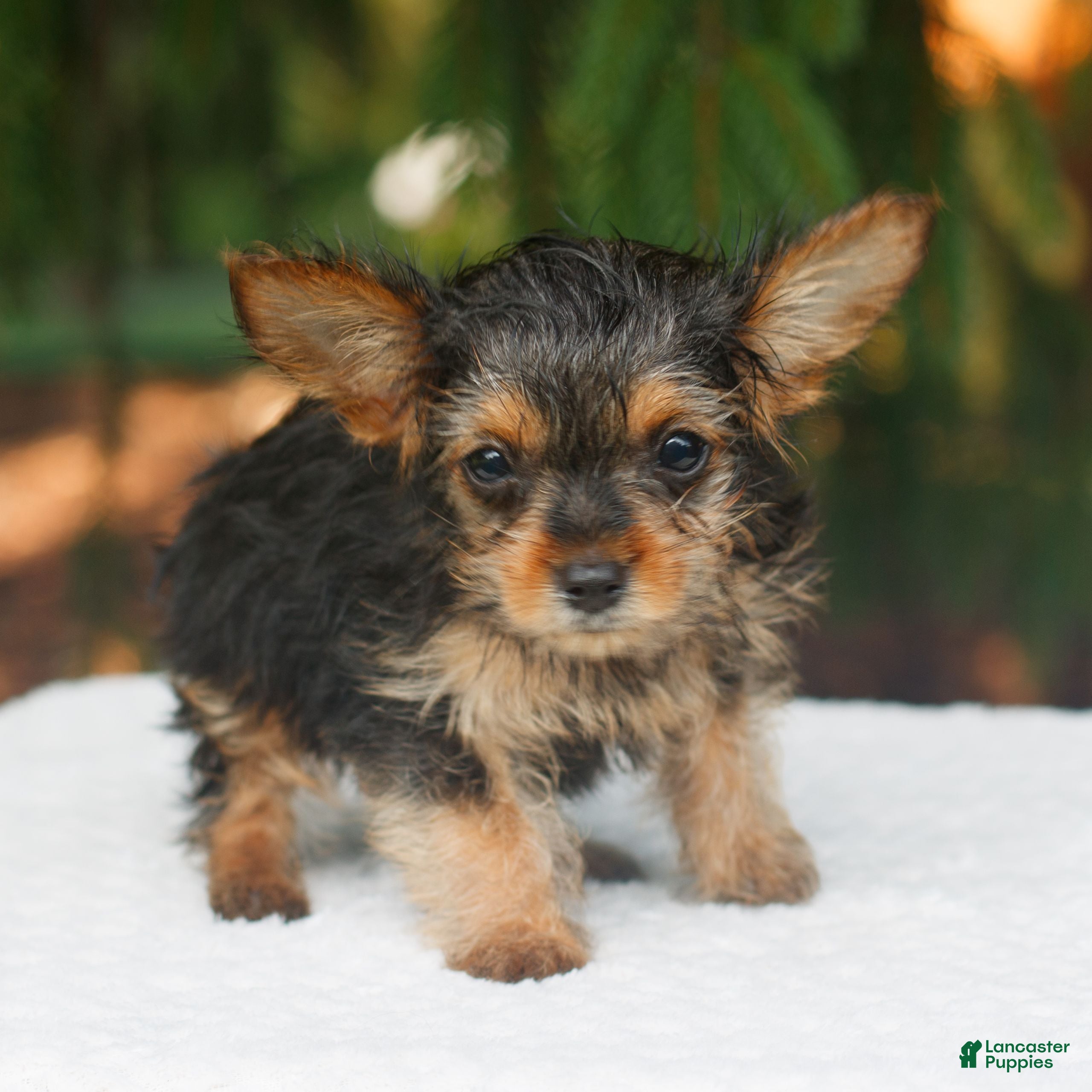 Yorkshire Terrier dogs Jupiter - Ad 1