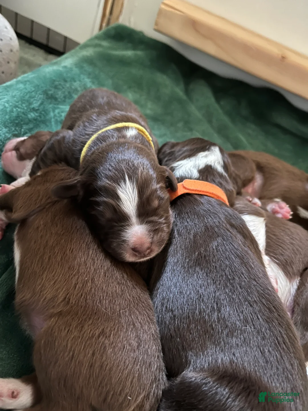 Australian Shepherd dogs for sale: Juniper (Yellow) - Ad 2
