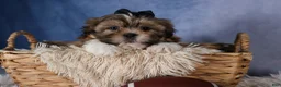 Shih Tzu dogs for sale: GIGI - Ad 4