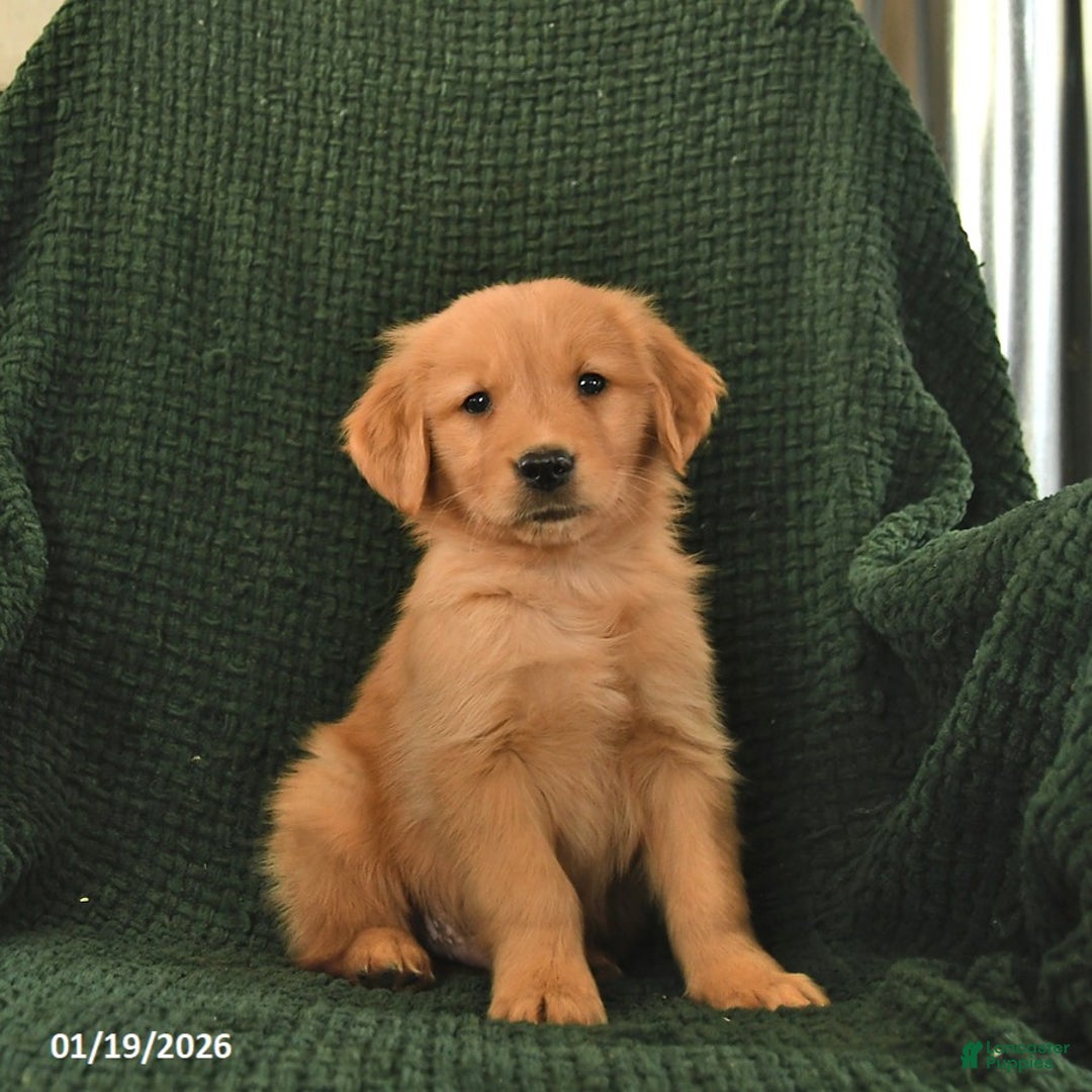 Golden Retriever dogs for sale: Robert  - Ad 1