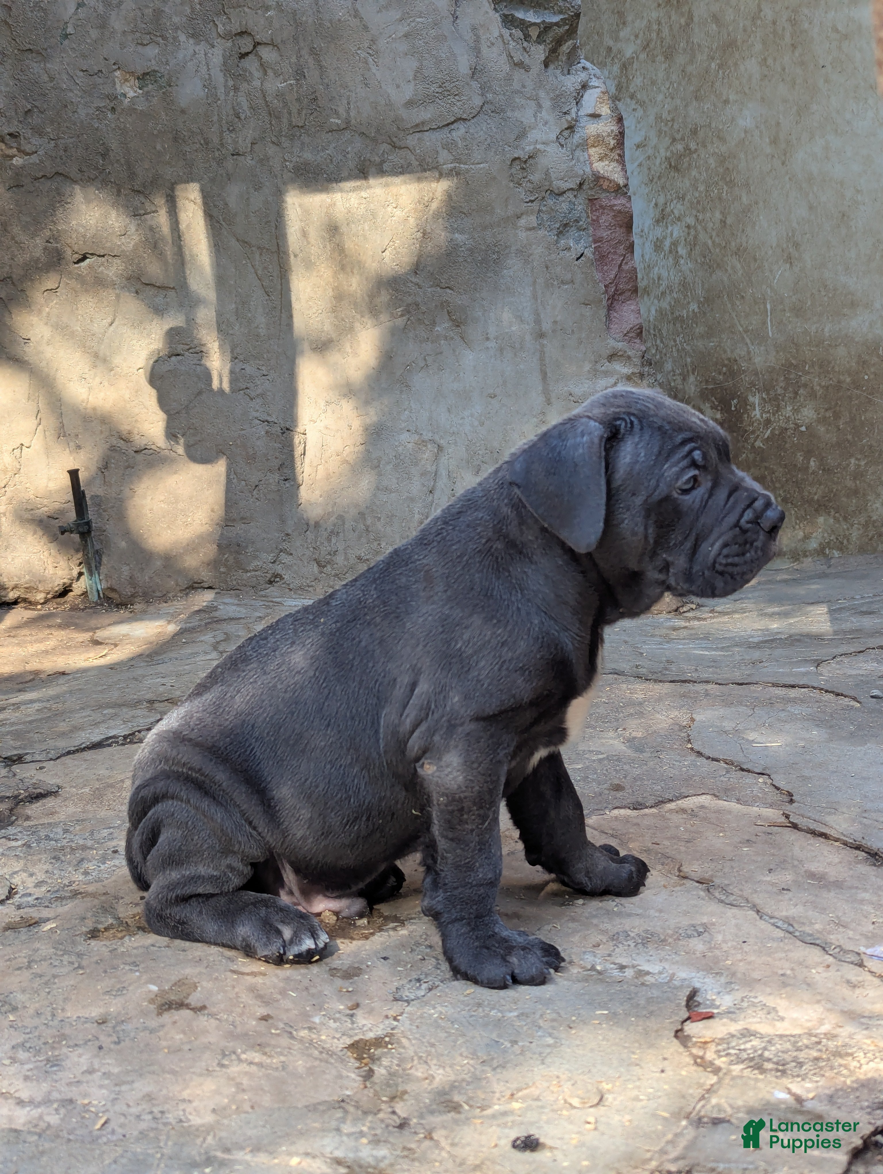Cane Corso dogs Mr. Miyagi  - Ad 2
