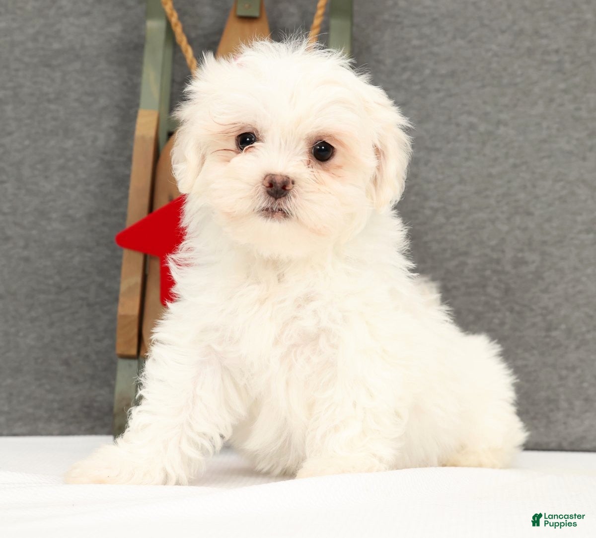 Teddy Bear dogs Faith - Ad 13