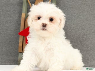 Teddy Bear dogs Faith - Ad 13