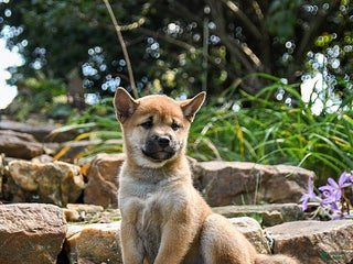 Shiba Inu dogs - Ad 10