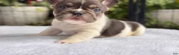 French Bulldog dogs for sale: Cypress - Ad 4