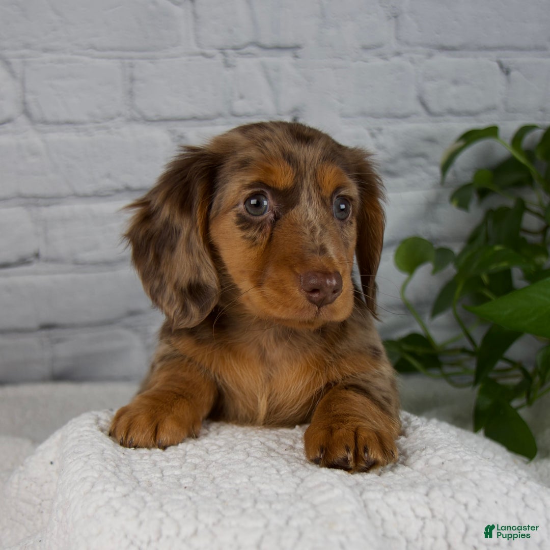 Miniature Dachshund dogs for sale: Mia - Ad 12