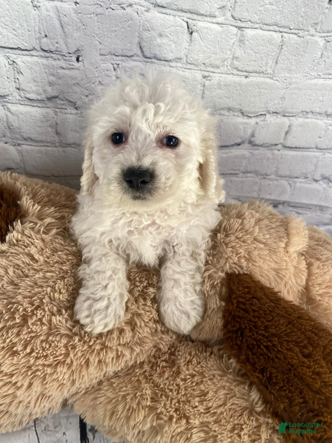 Bichon Frise dogs for sale: Cash - Ad 6