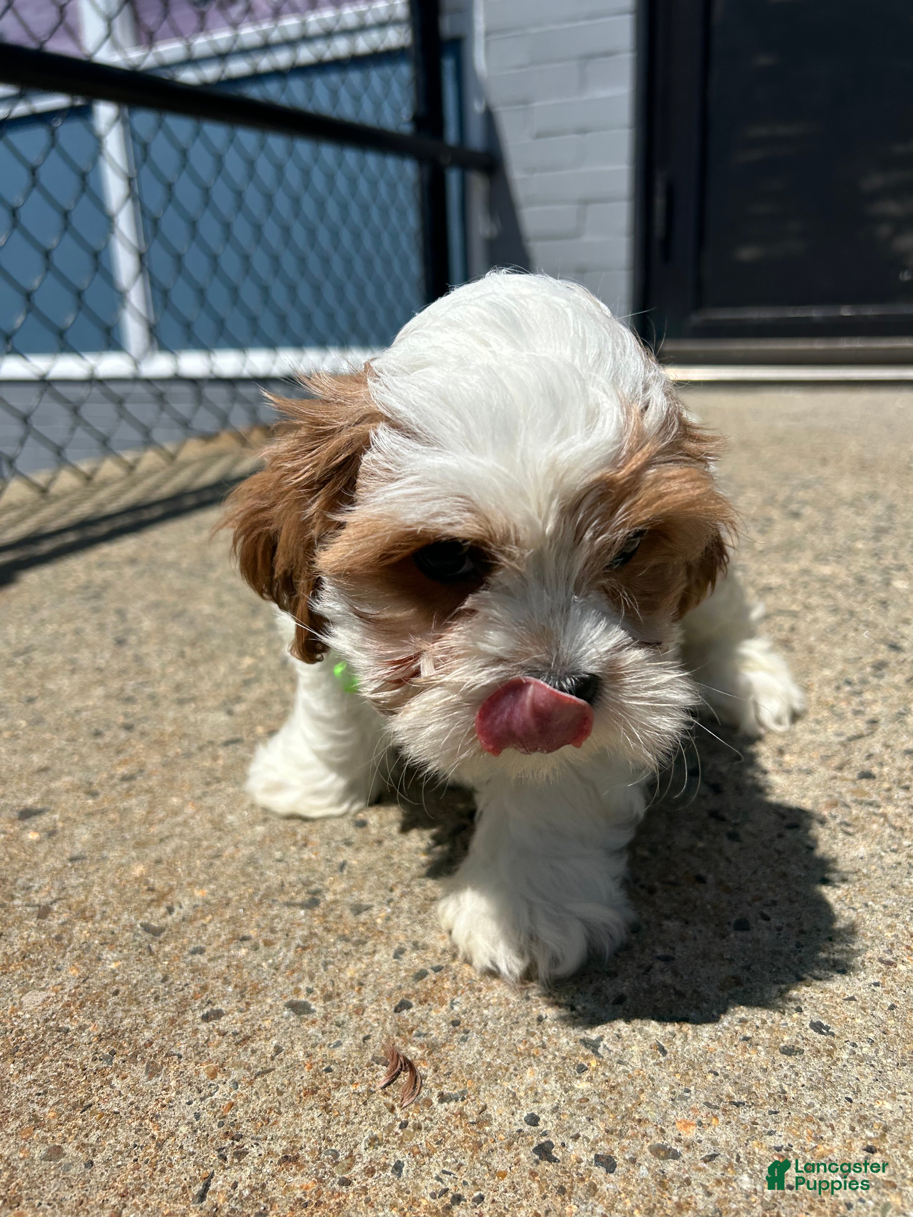 Cavapoo dogs Cavapoo 2 - Ad 9