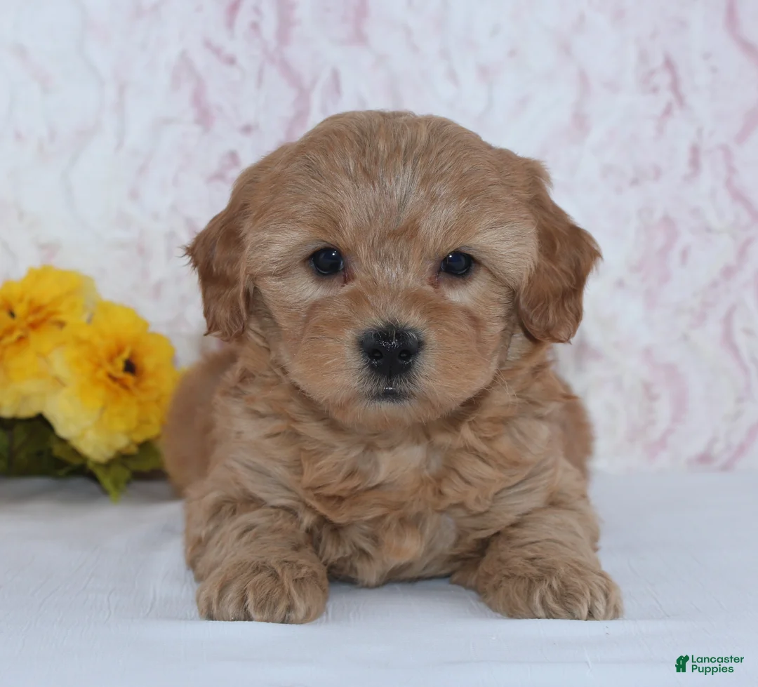 Mini Goldendoodle dogs for sale: Conley - Ad 7