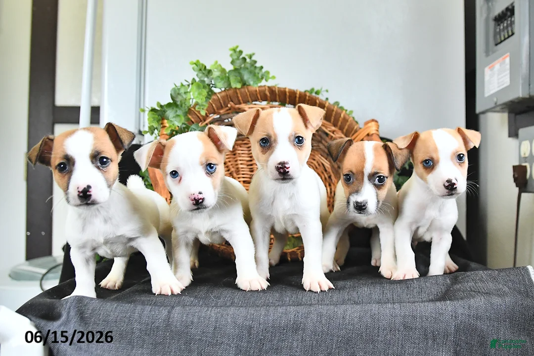 Jack Russell Terrier dogs for sale: Tucker - Ad 5
