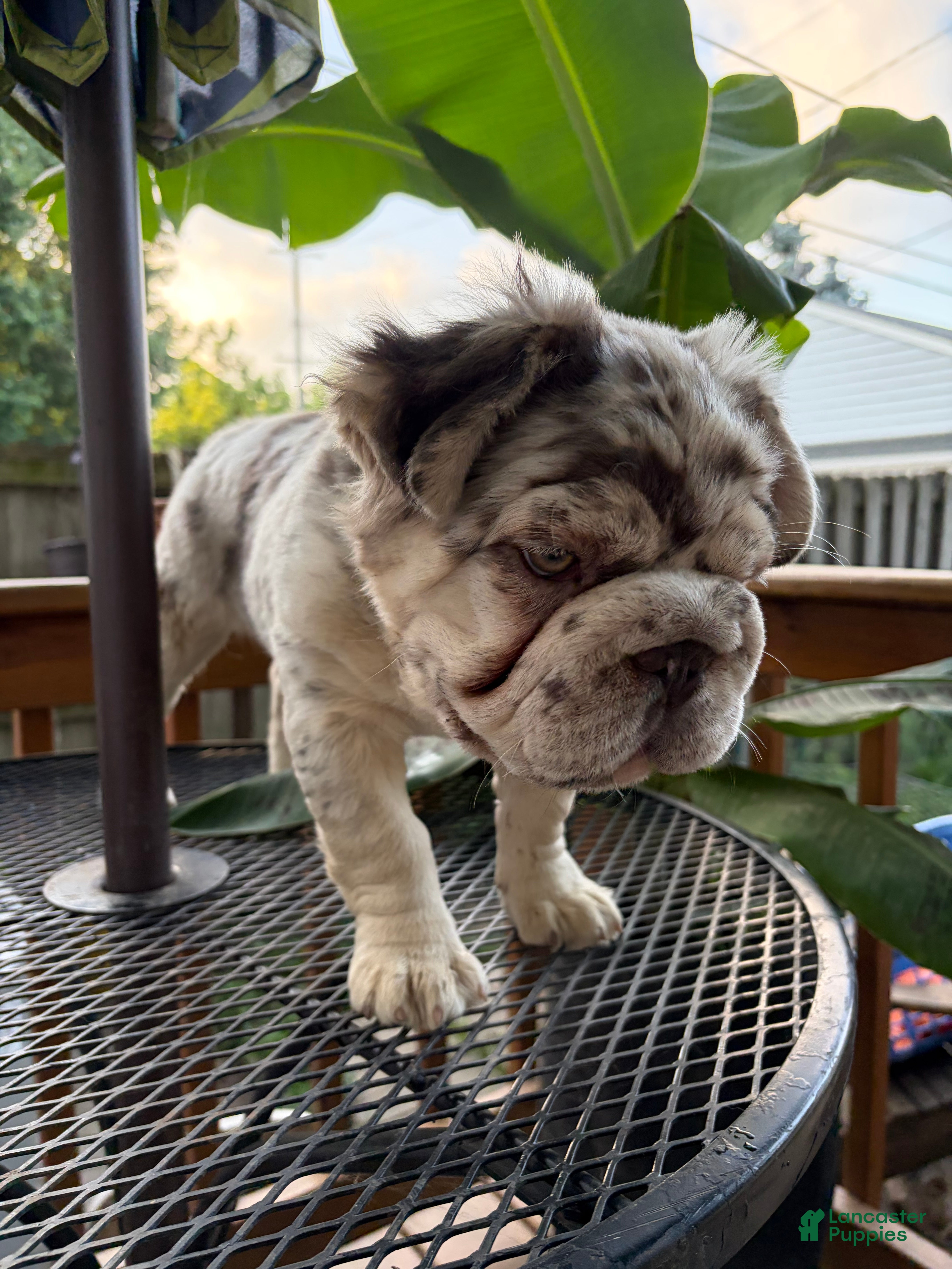 French Bulldog dogs French Bulldog 1 - Ad 1