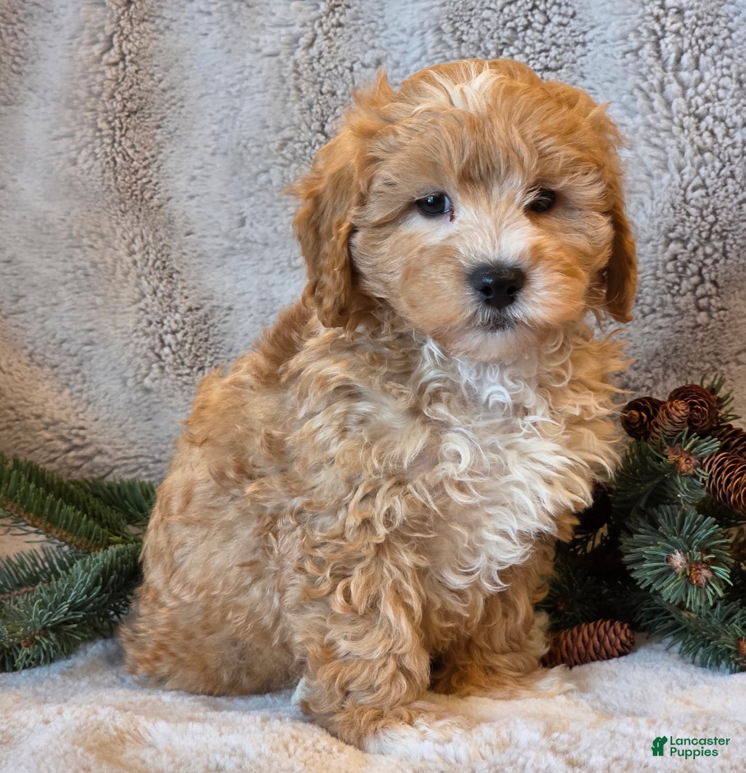 Shihpoo dogs for sale: Tanner - Ad 2