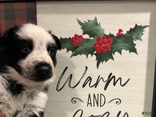 German Shepherd dogs Freddie -German Shepherd Puppy - Ad 28