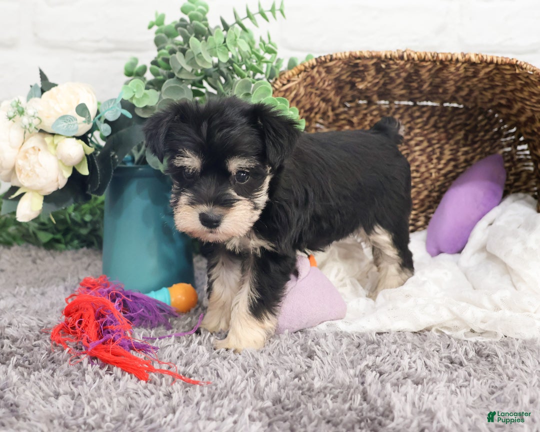 Miniature Schnauzer dogs for sale: Maureen  - Ad 5