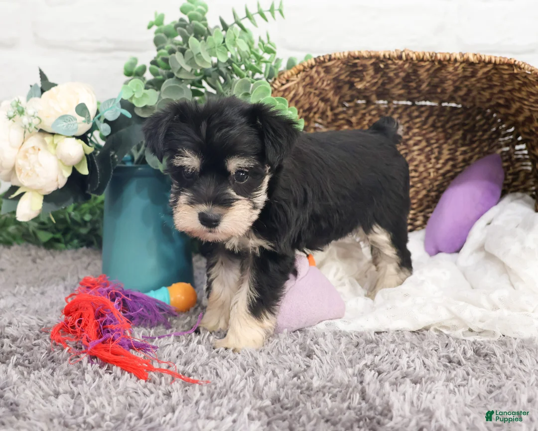 Miniature Schnauzer dogs for sale: Maureen  - Ad 12