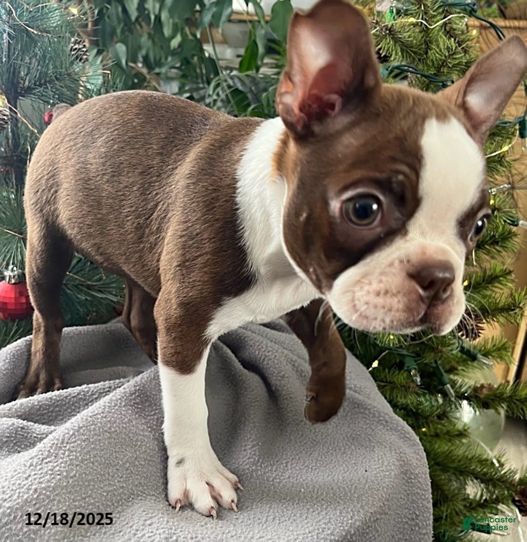 Boston Terrier dogs for sale: Hickory - Ad 5