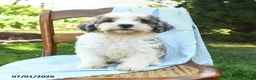 Mini Bernedoodle dogs for sale: Cara  - Ad 8