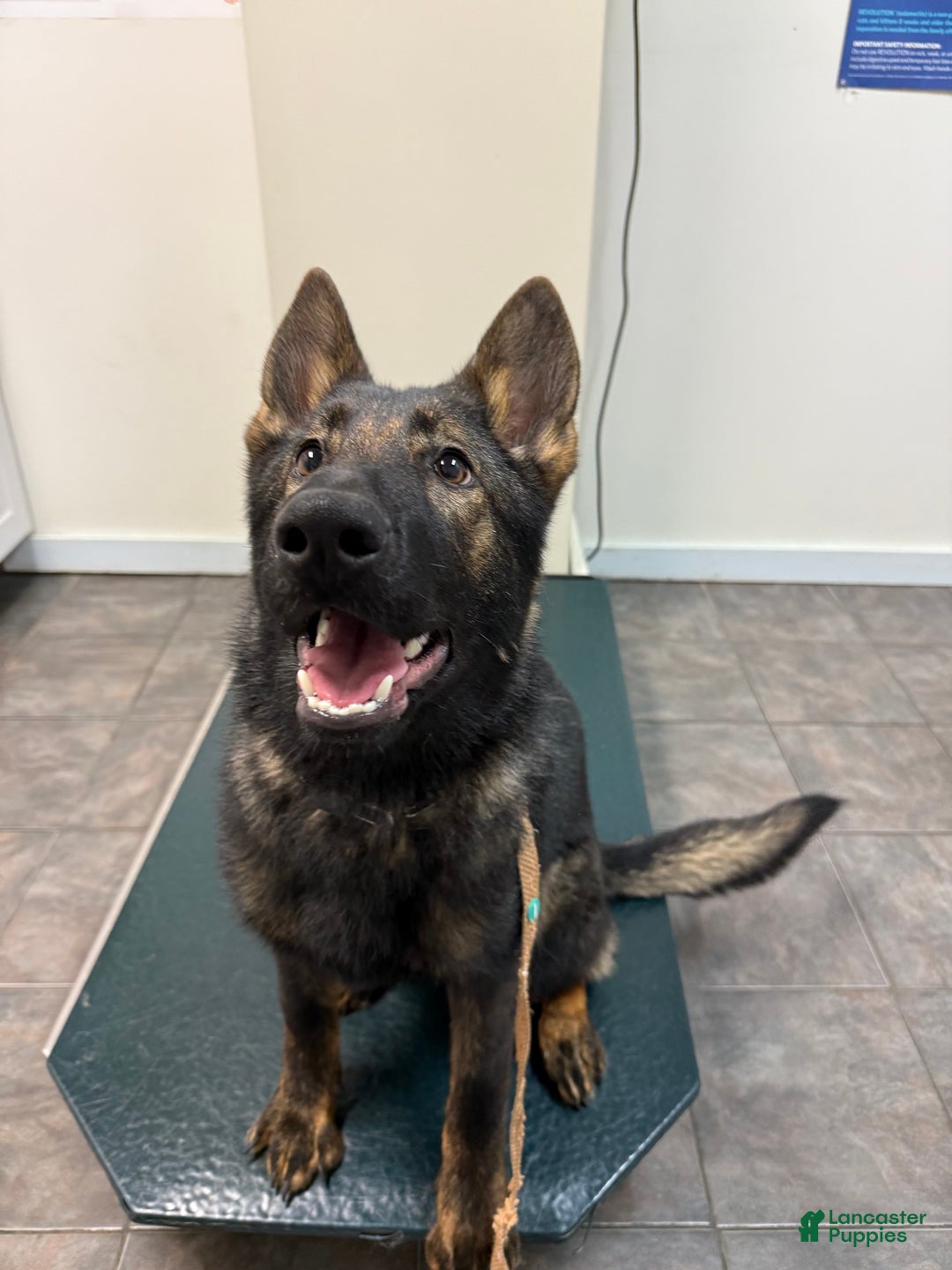 German Shepherd dogs for sale: German Shepherd Puppy Czech Republic  - Ad 2