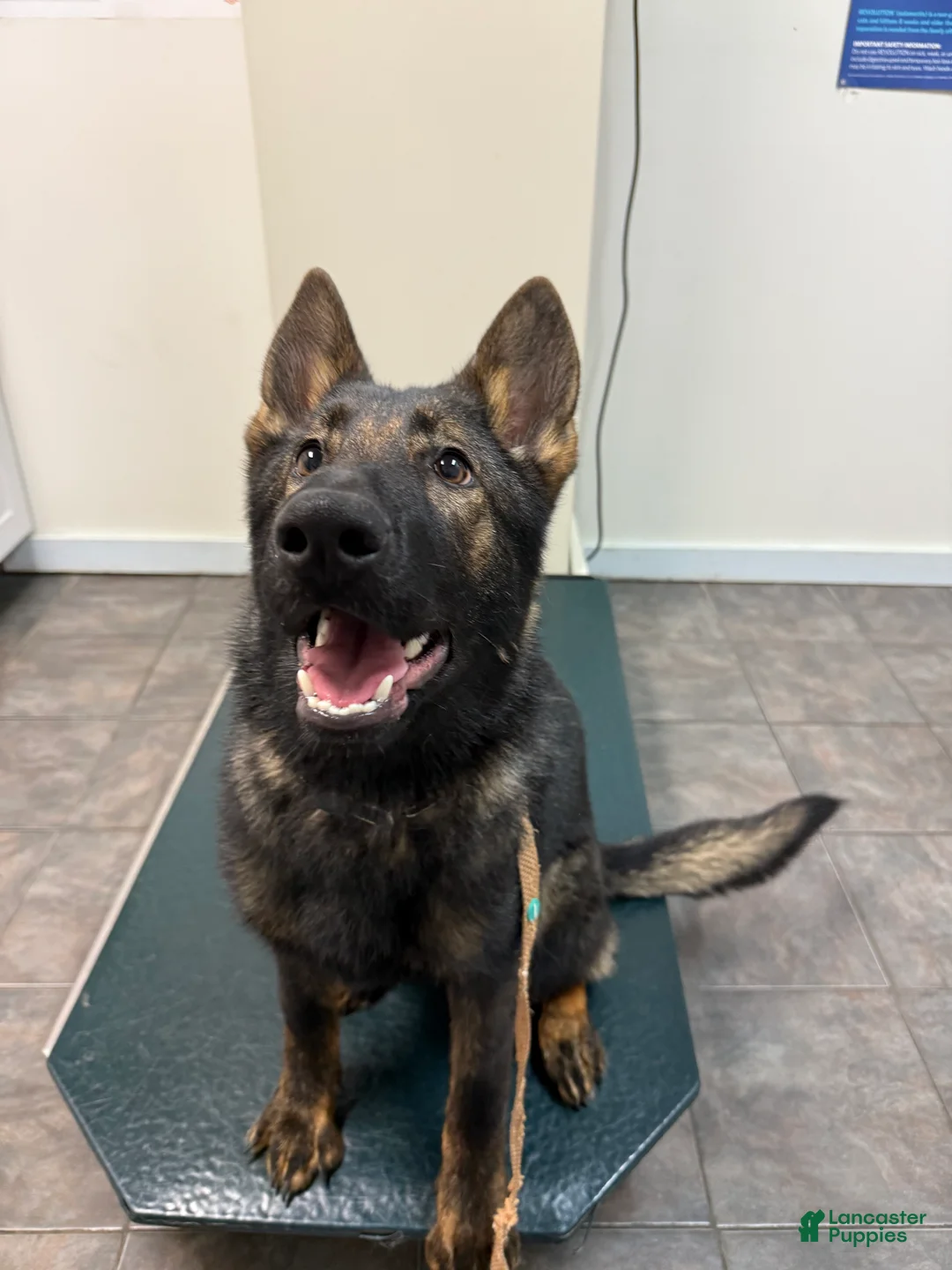 German Shepherd dogs for sale: German Shepherd Puppy Czech Republic  - Ad 2