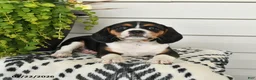 Beaglier dogs for sale: Muffin - Ad 2