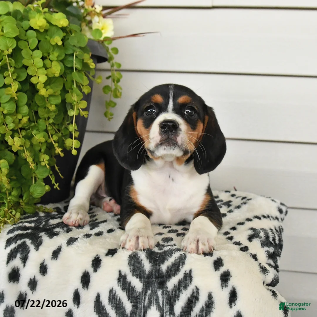 Beaglier dogs for sale: Muffin - Ad 2