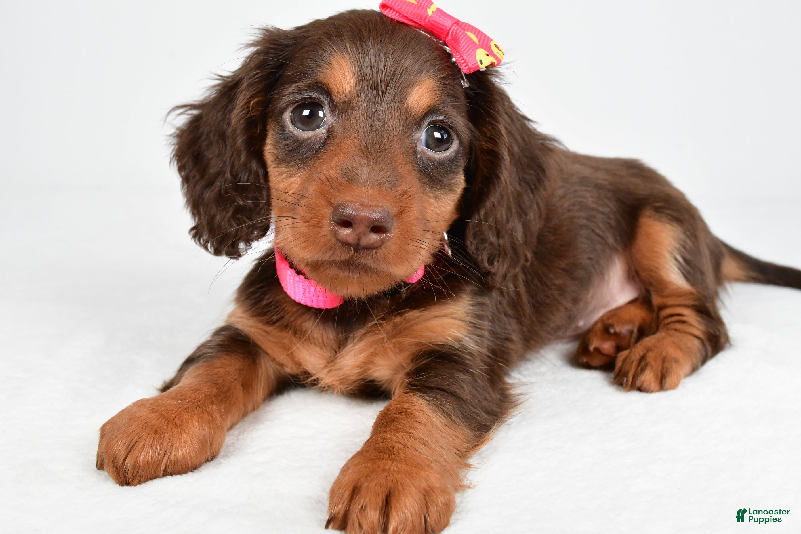 Miniature Dachshund dogs Trixie - Ad 1
