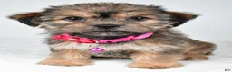 Shorkie dogs for sale: Amber - Ad 6