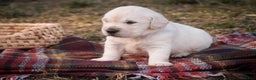 Golden Retriever dogs for sale: Rumble - Ad 4