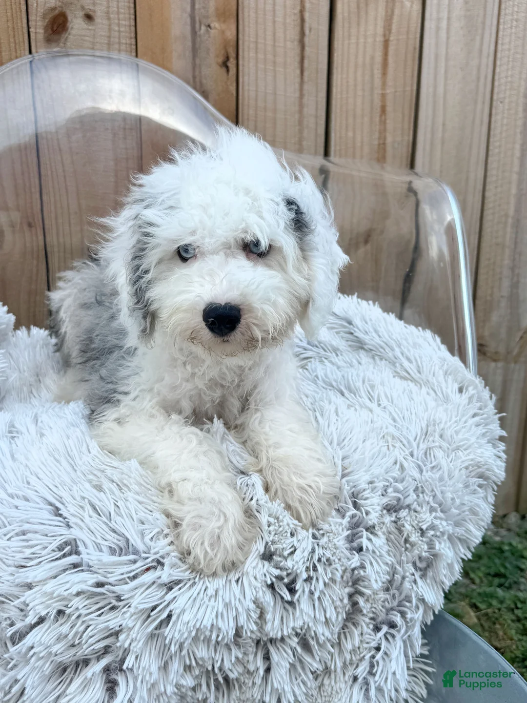 Mini Bernedoodle dogs for sale: Nitro - Ad 2