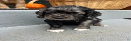 Cocker Spaniel dogs for sale: 🌪️🖤simon🌪️🖤 - Ad 4