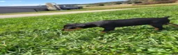 Miniature Pinscher dogs for sale: Female - Ad 4