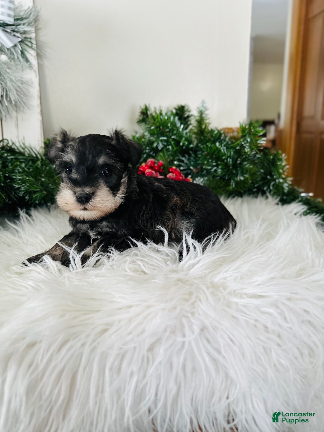 Miniature Schnauzer dogs for sale: Indy - Ad 5