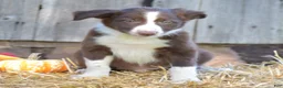 Border Collie dogs for sale: Tucker - Ad 3