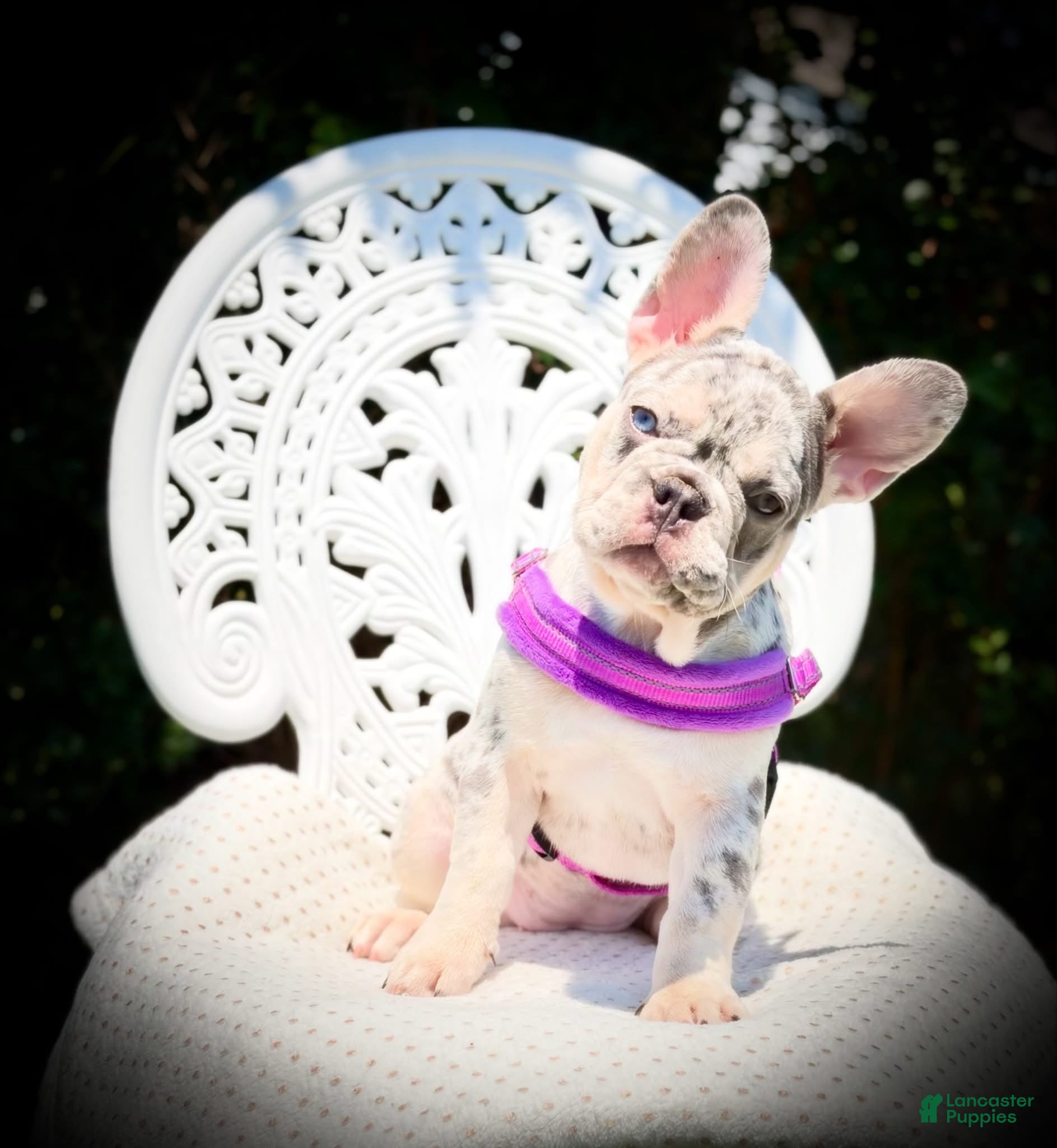 French Bulldog dogs for sale: Mona Lisa  - Ad 2