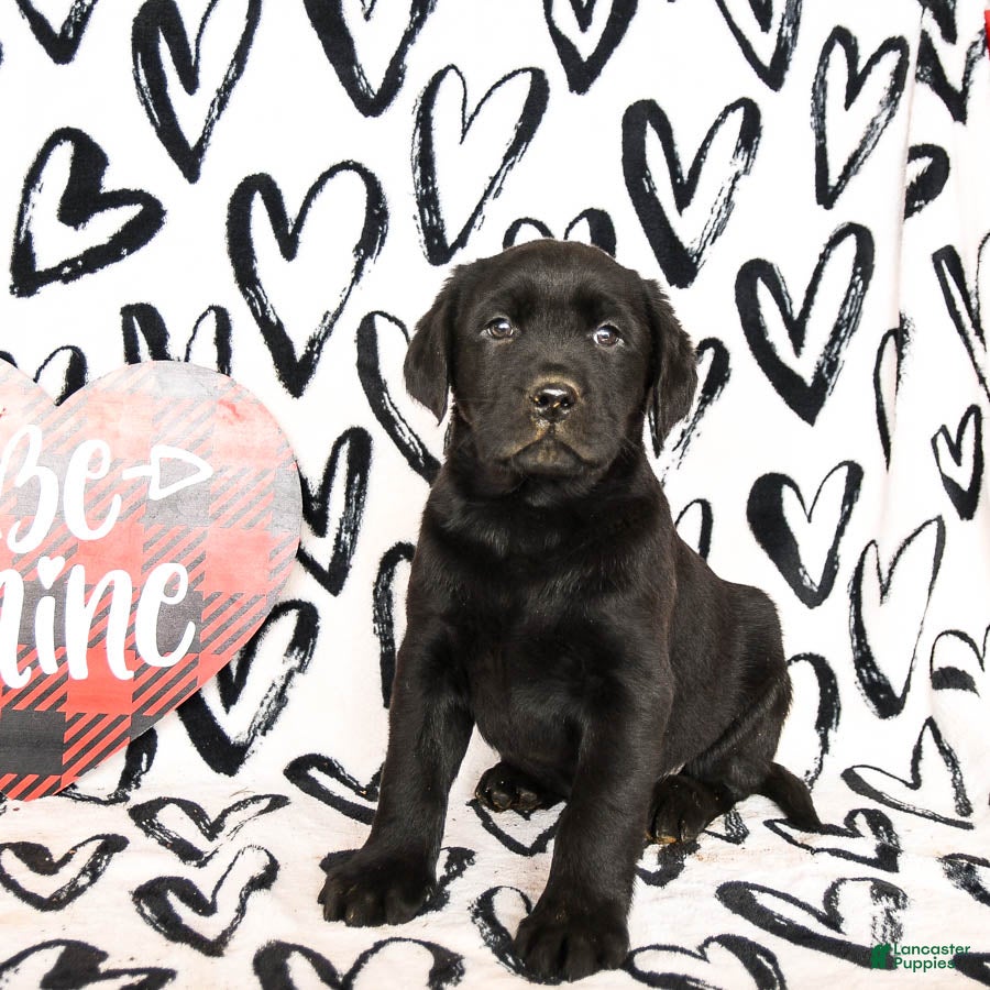 Labrador Retriever dogs Midnight - Ad 2