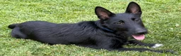 Mixed Breed dogs for sale: Barney - Ad 3
