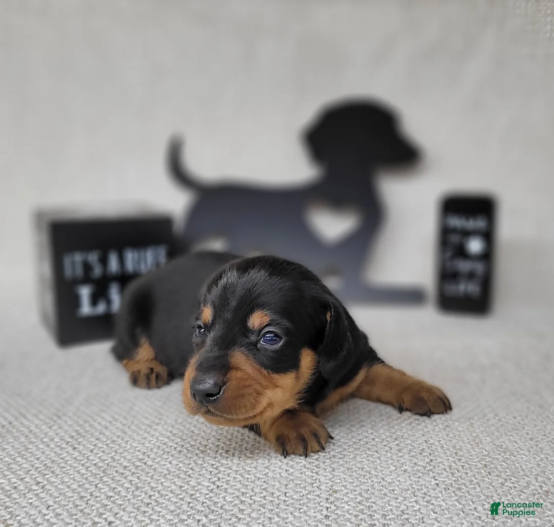 Miniature Dachshund dogs for sale: Saul AKC - Ad 3