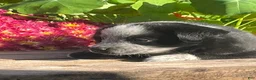 Mixed Breed dogs for sale: Rocky - Ad 3