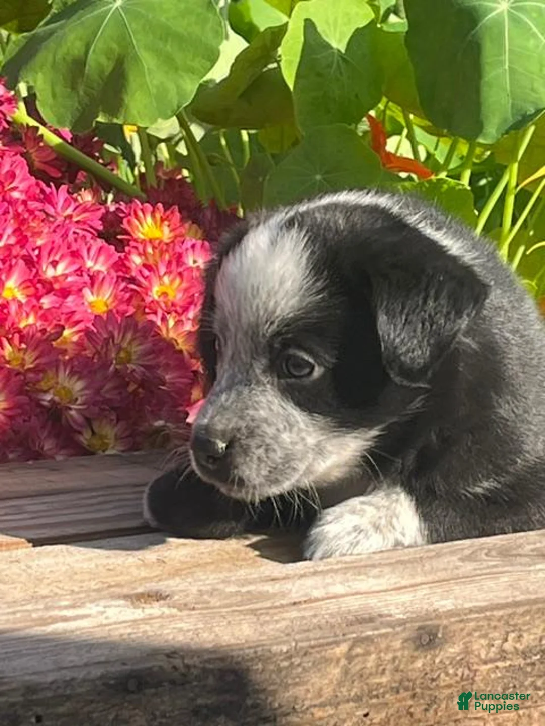 Mixed Breed dogs for sale: Rocky - Ad 3