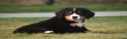 Bernese Mountain Dog dogs for sale: Maverick - Ad 3